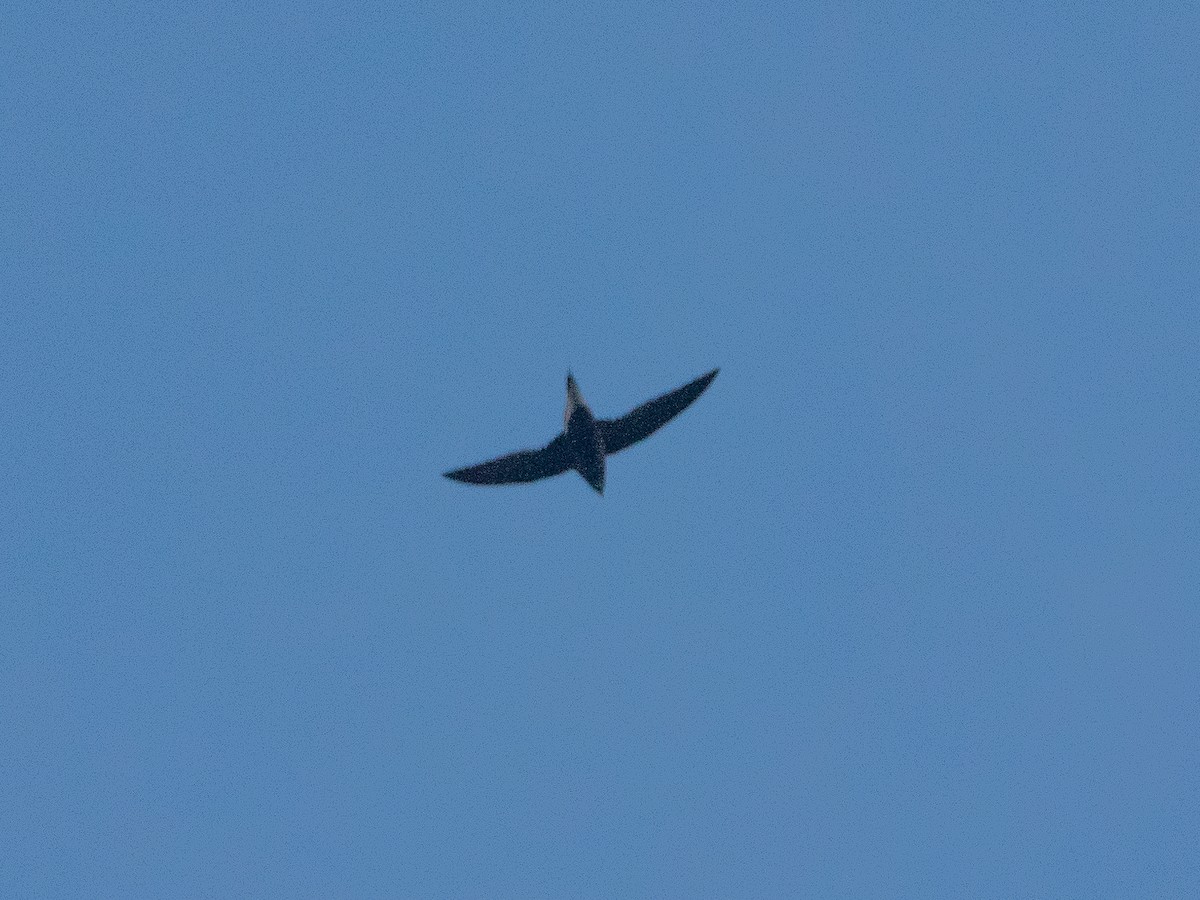 Brown-backed Needletail - ML613032211