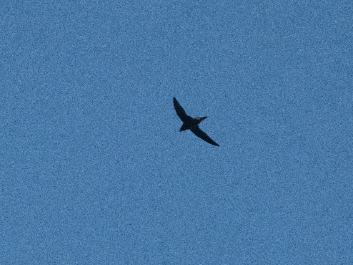 Brown-backed Needletail - ML613032212