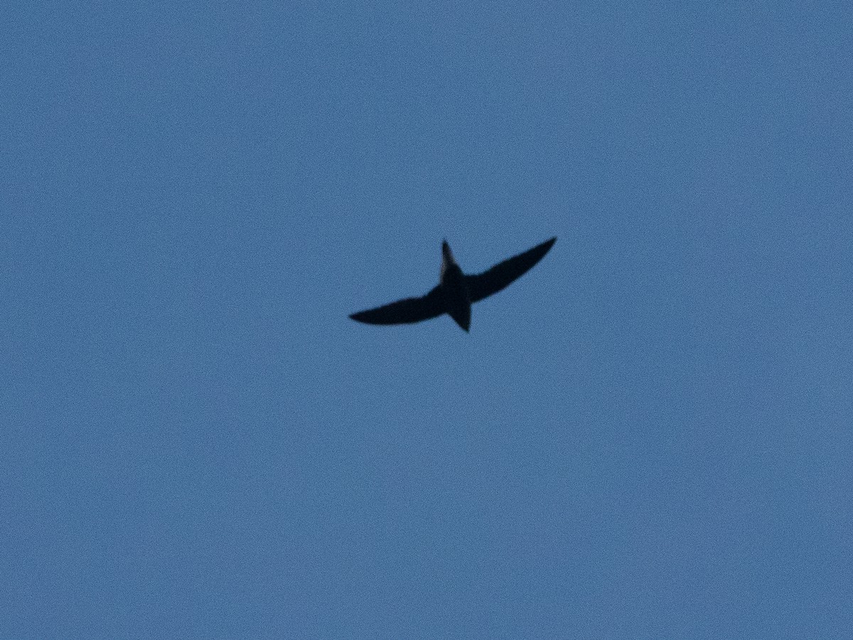 Brown-backed Needletail - ML613032213