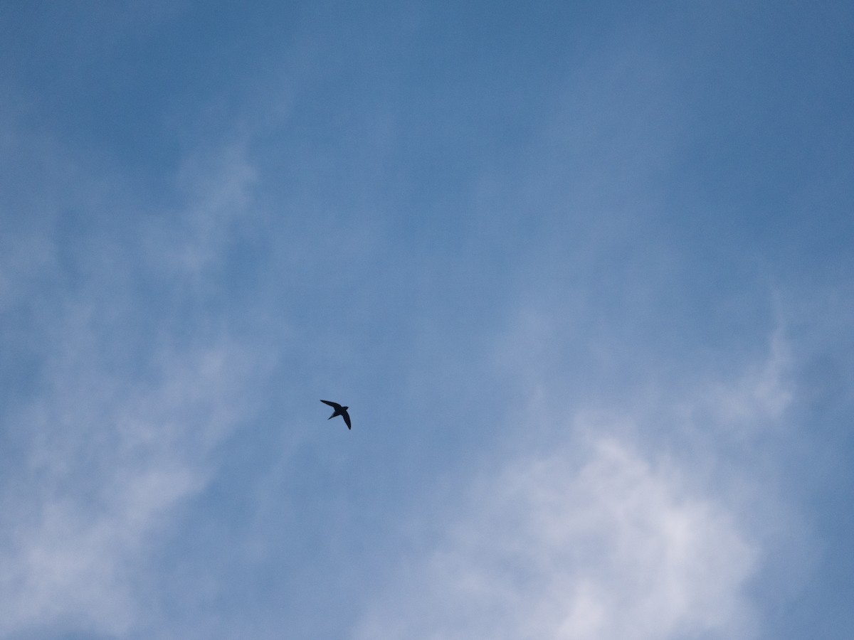 Brown-backed Needletail - ML613032214