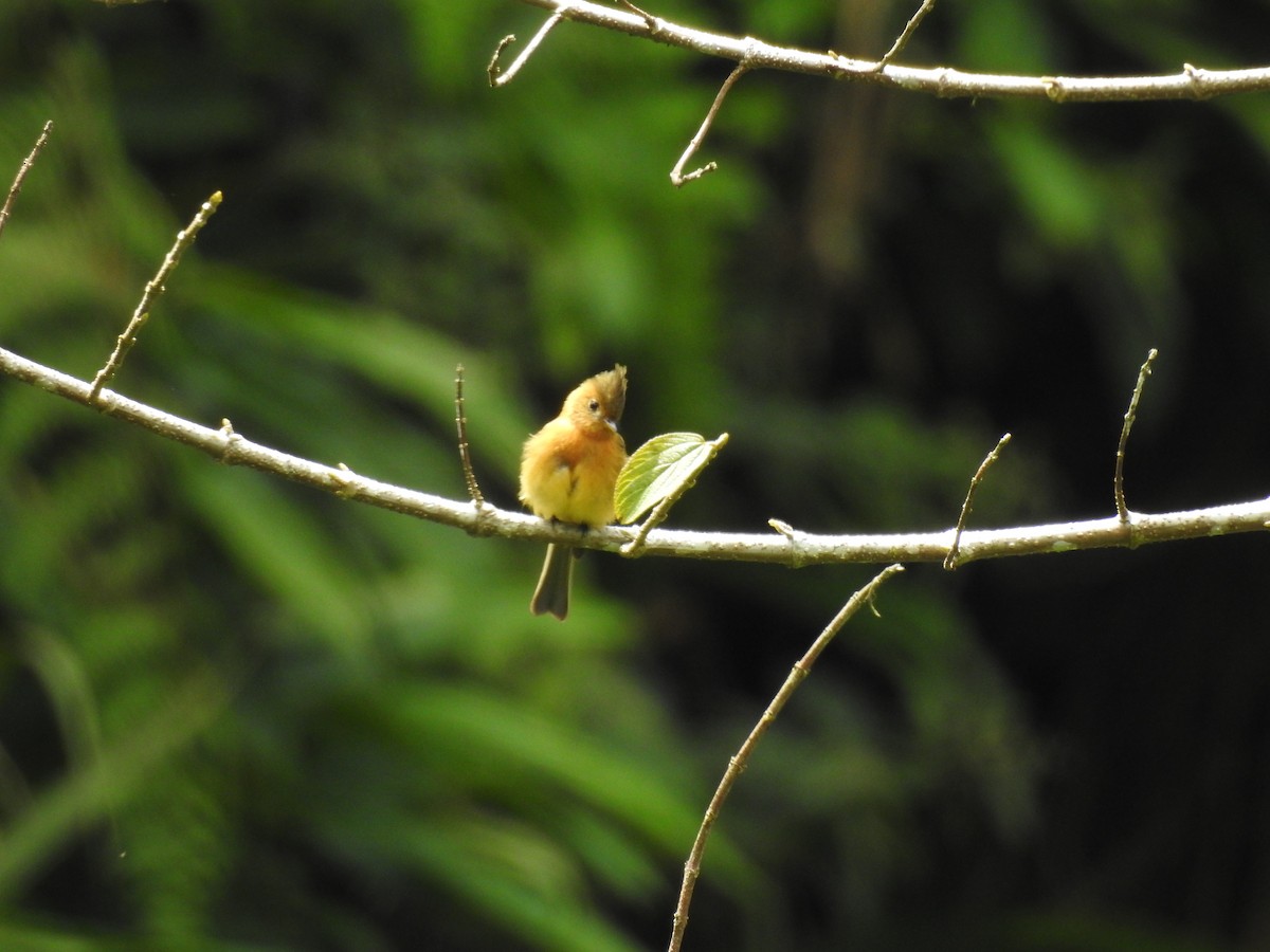 Tufted Flycatcher (Mexican) - ML613032331