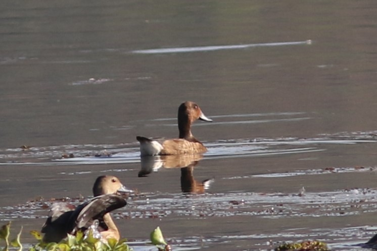 Ferruginous Duck - ML613032348