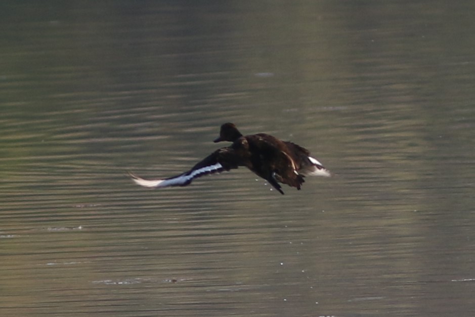 Ferruginous Duck - ML613032350