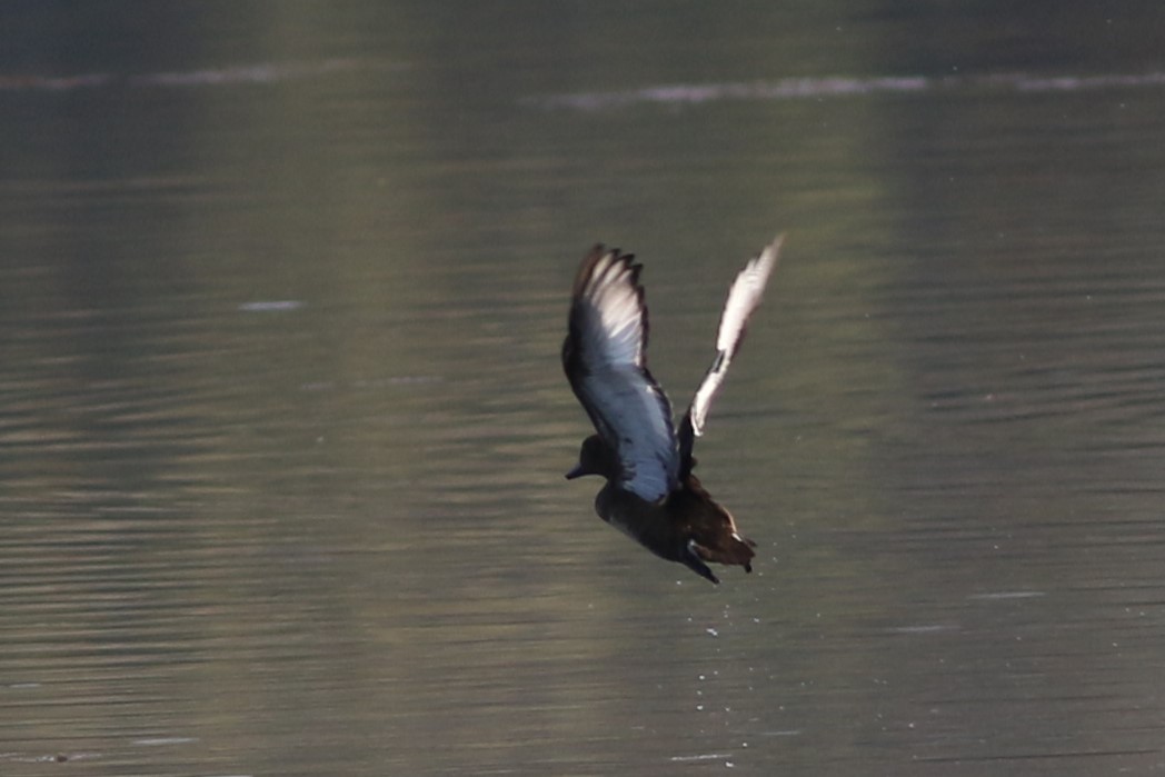 Ferruginous Duck - ML613032351