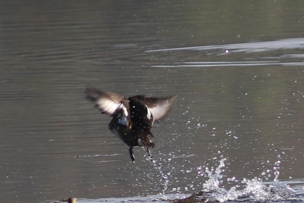 Ferruginous Duck - ML613032352