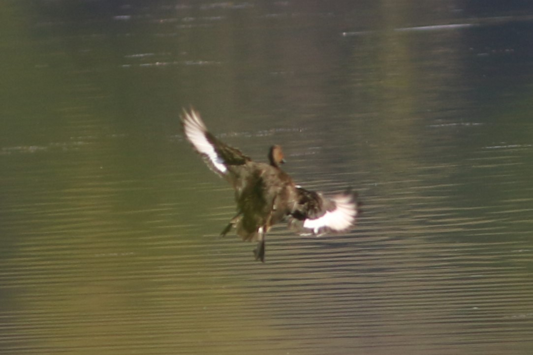 Ferruginous Duck - ML613032353