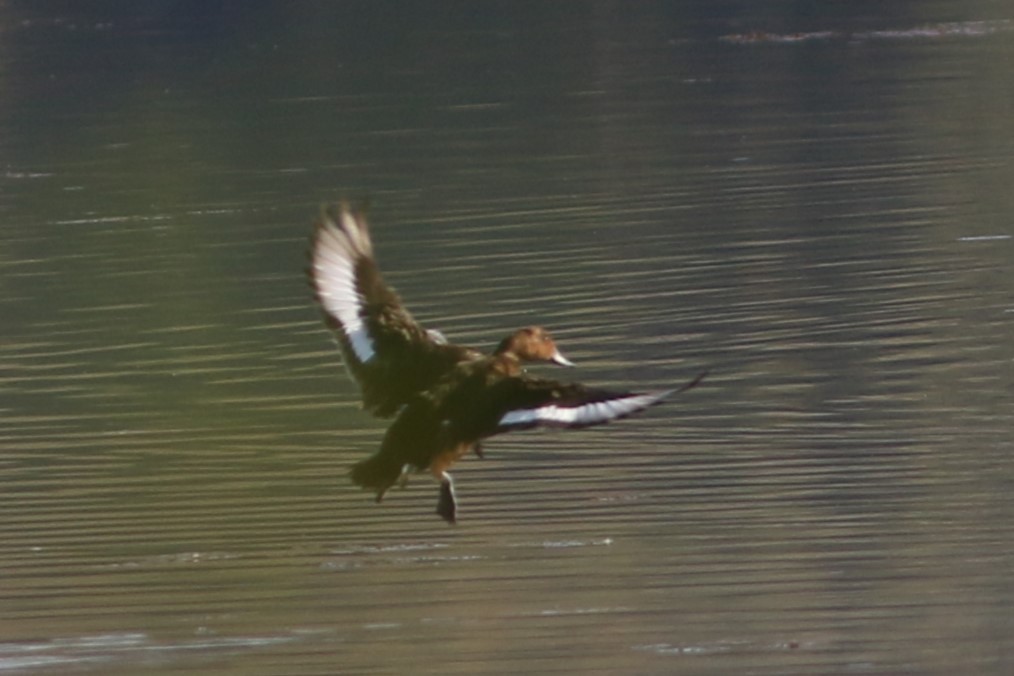 Ferruginous Duck - ML613032354