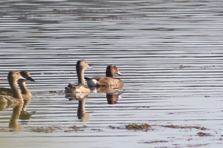 Ferruginous Duck - ML613032355