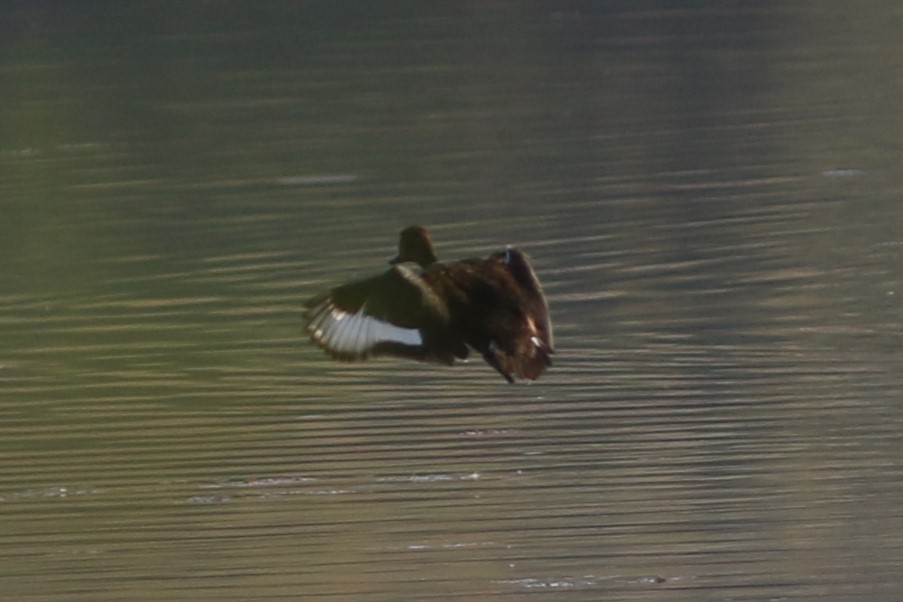 Ferruginous Duck - ML613032358