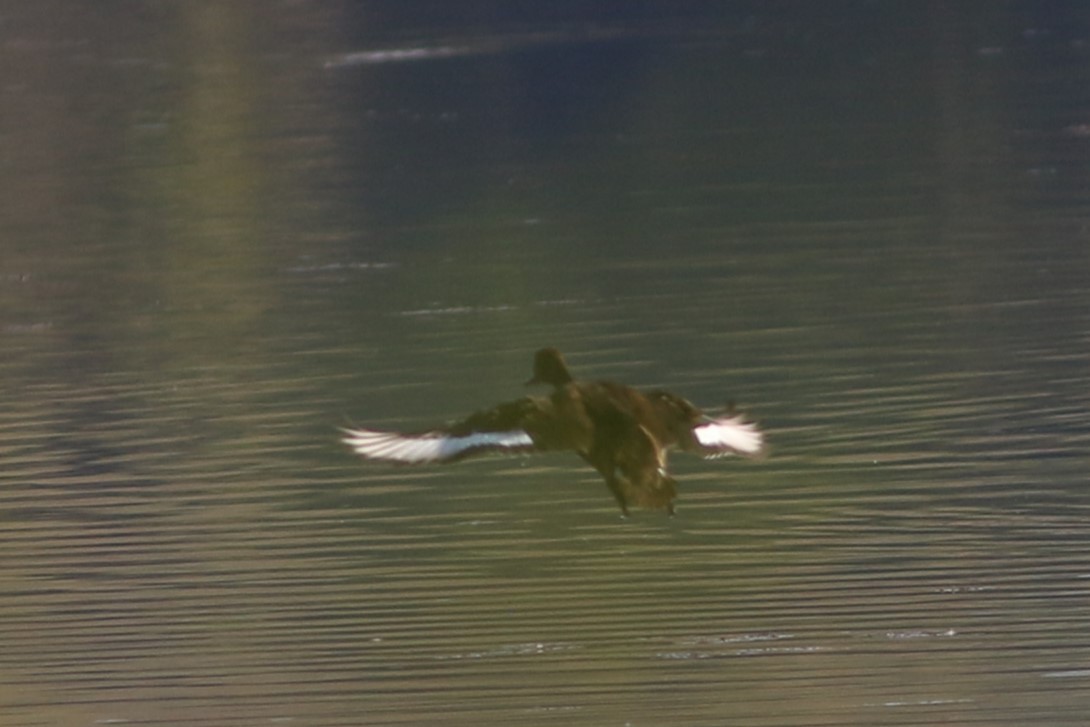 Ferruginous Duck - ML613032359