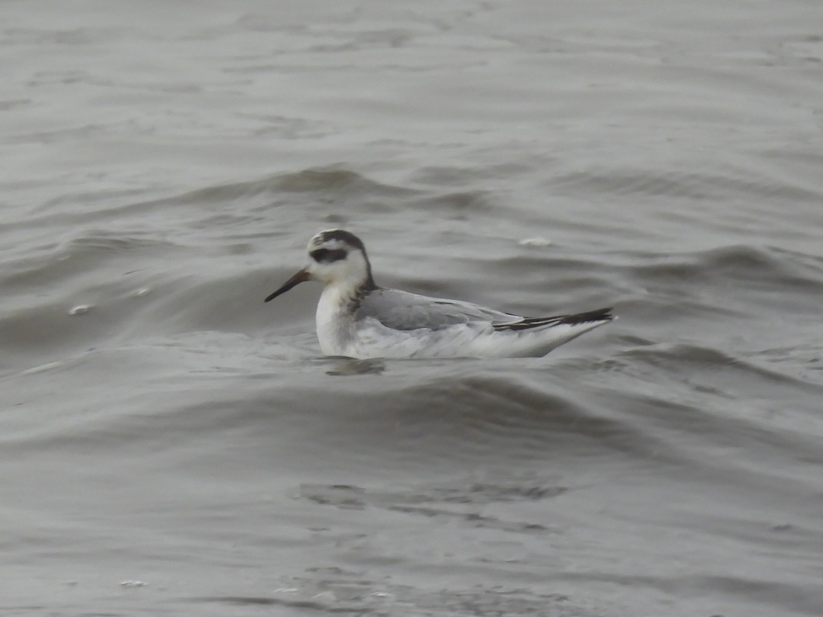 Red Phalarope - ML613032397