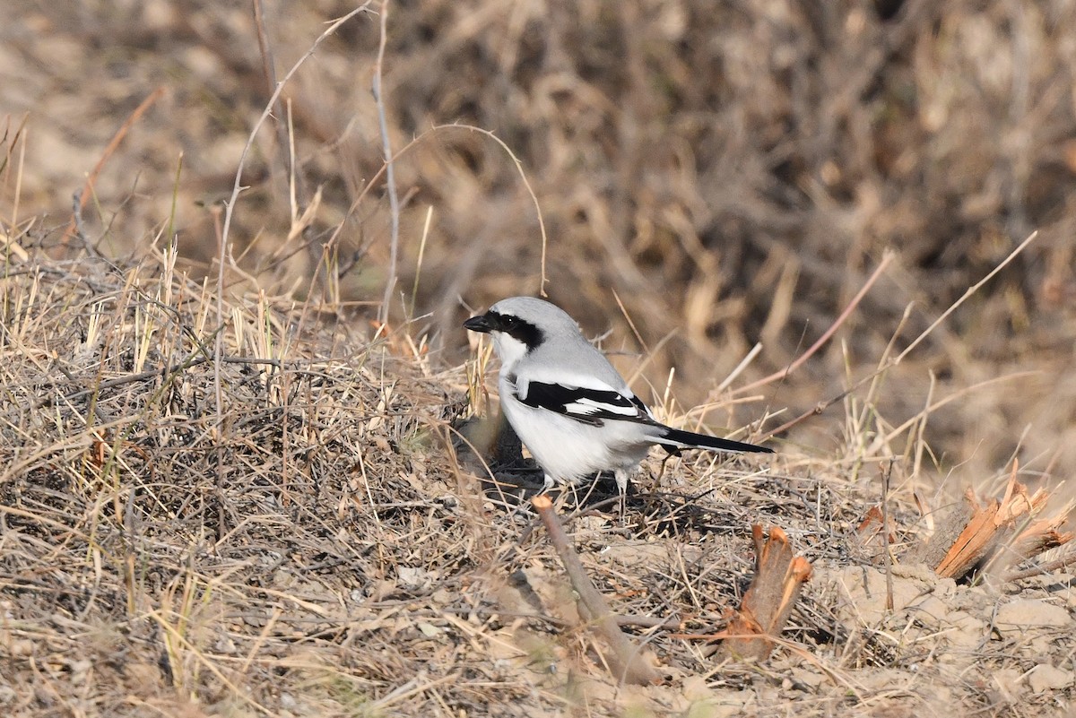 Great Gray Shrike (Indian) - ML613032410