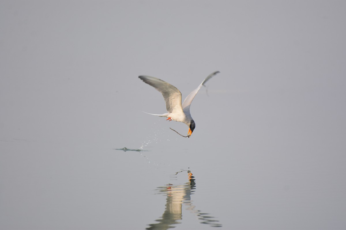 River Tern - ML613032415