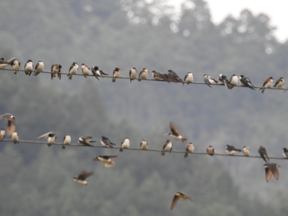 Tree Swallow - ML613032439