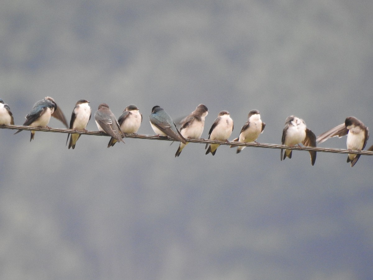 Golondrina Bicolor - ML613032440