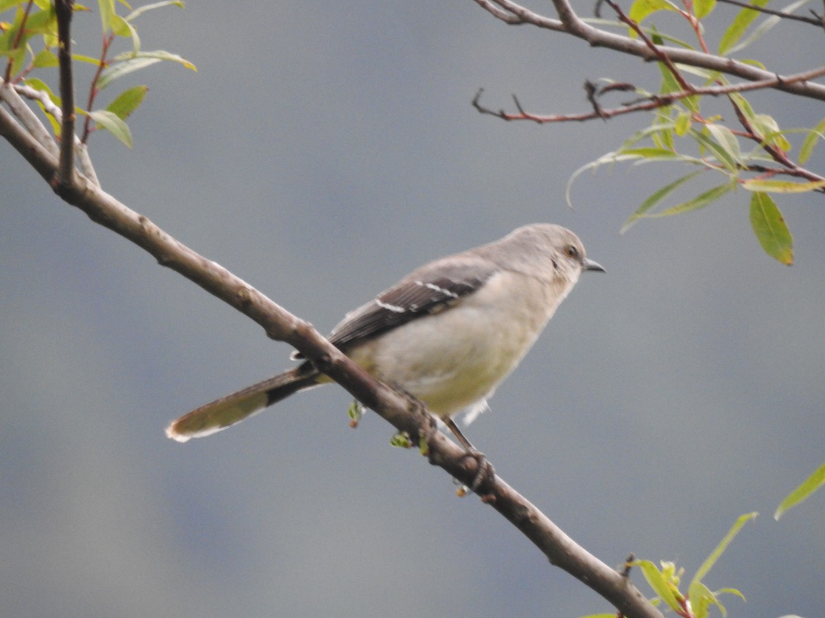 Tropical Mockingbird - ML613032467