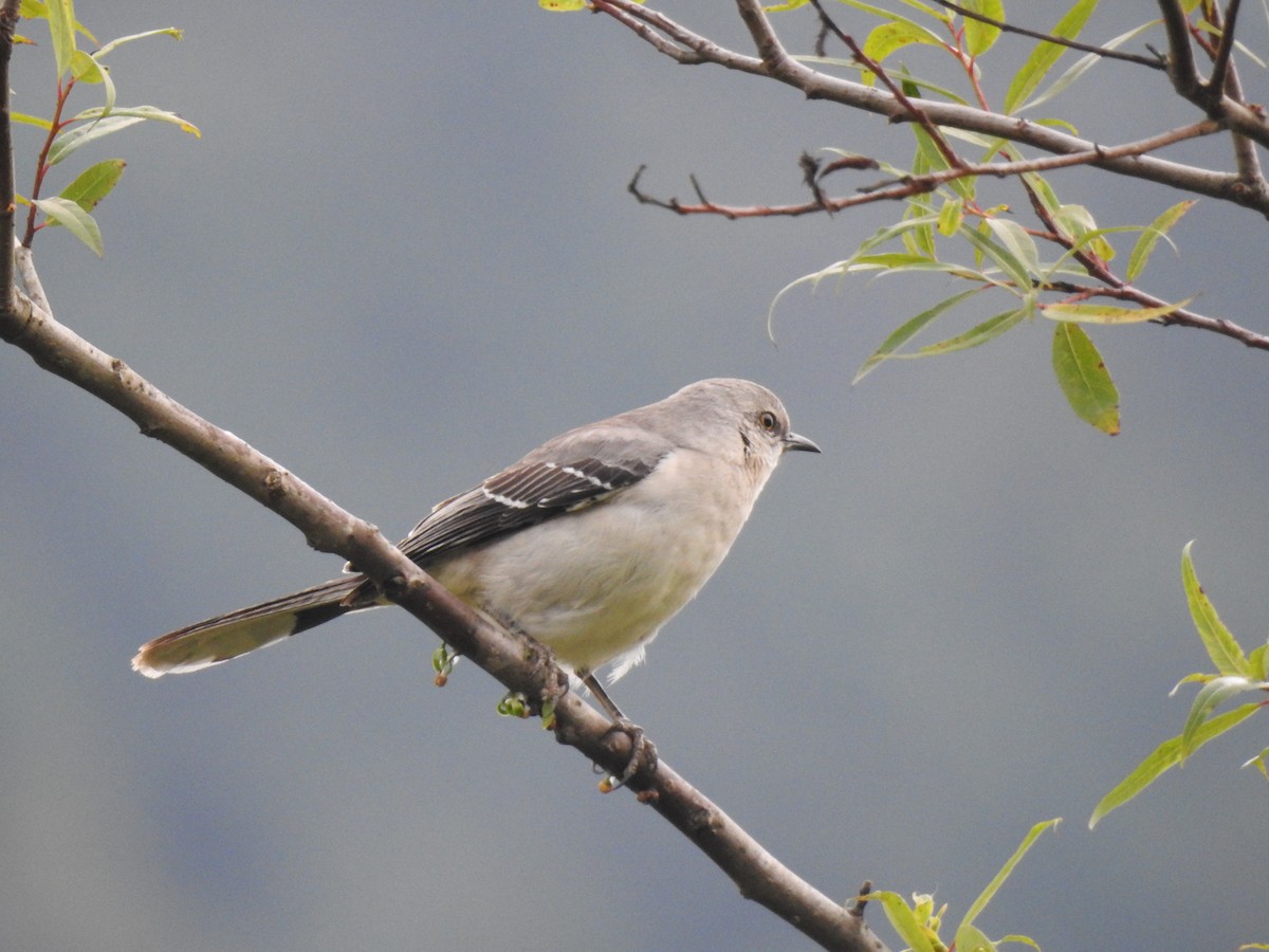 Tropical Mockingbird - ML613032469