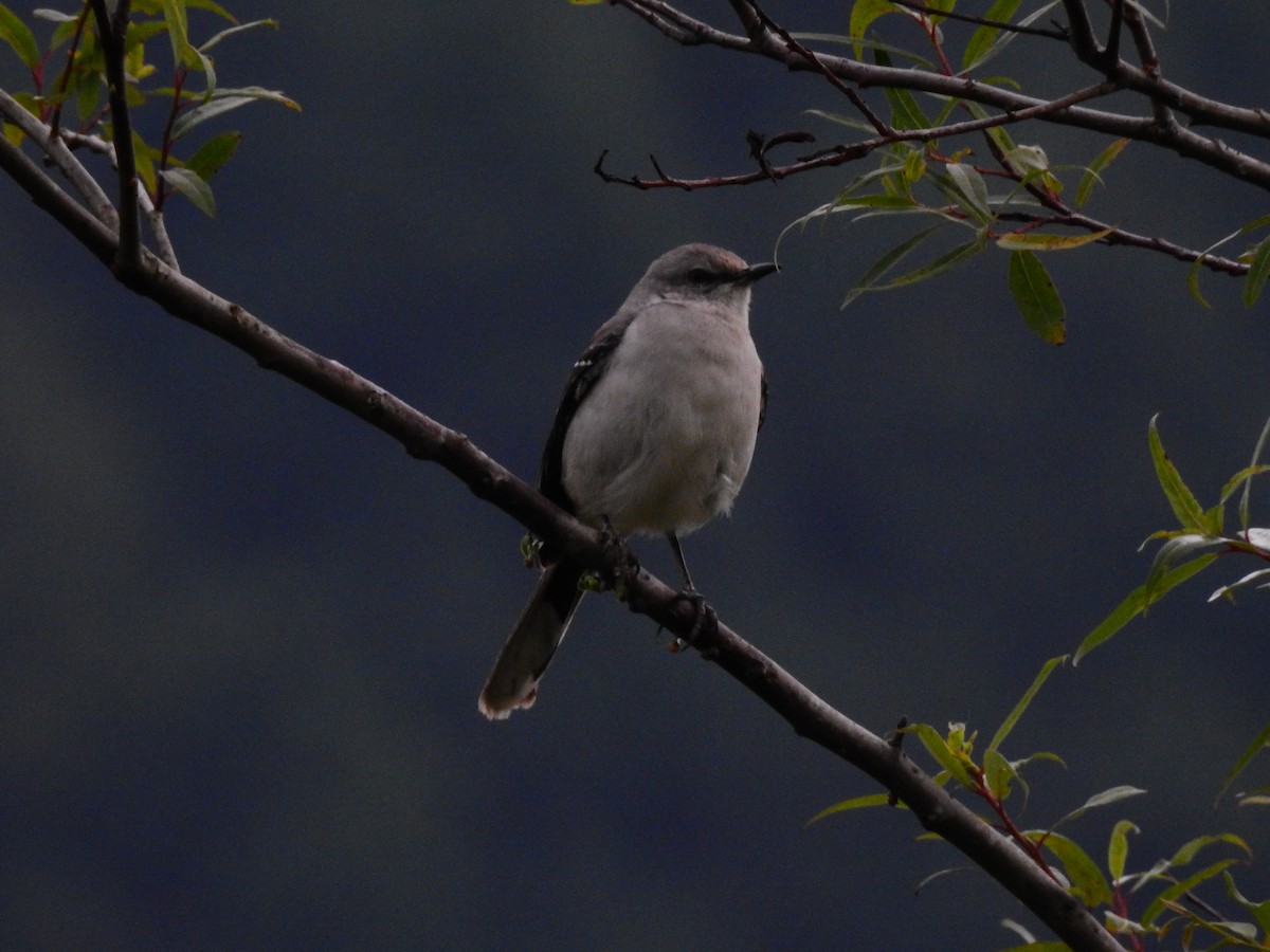 Tropical Mockingbird - ML613032470