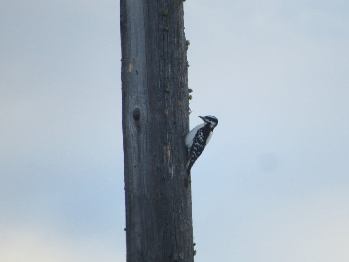 Hairy Woodpecker - ML613032476