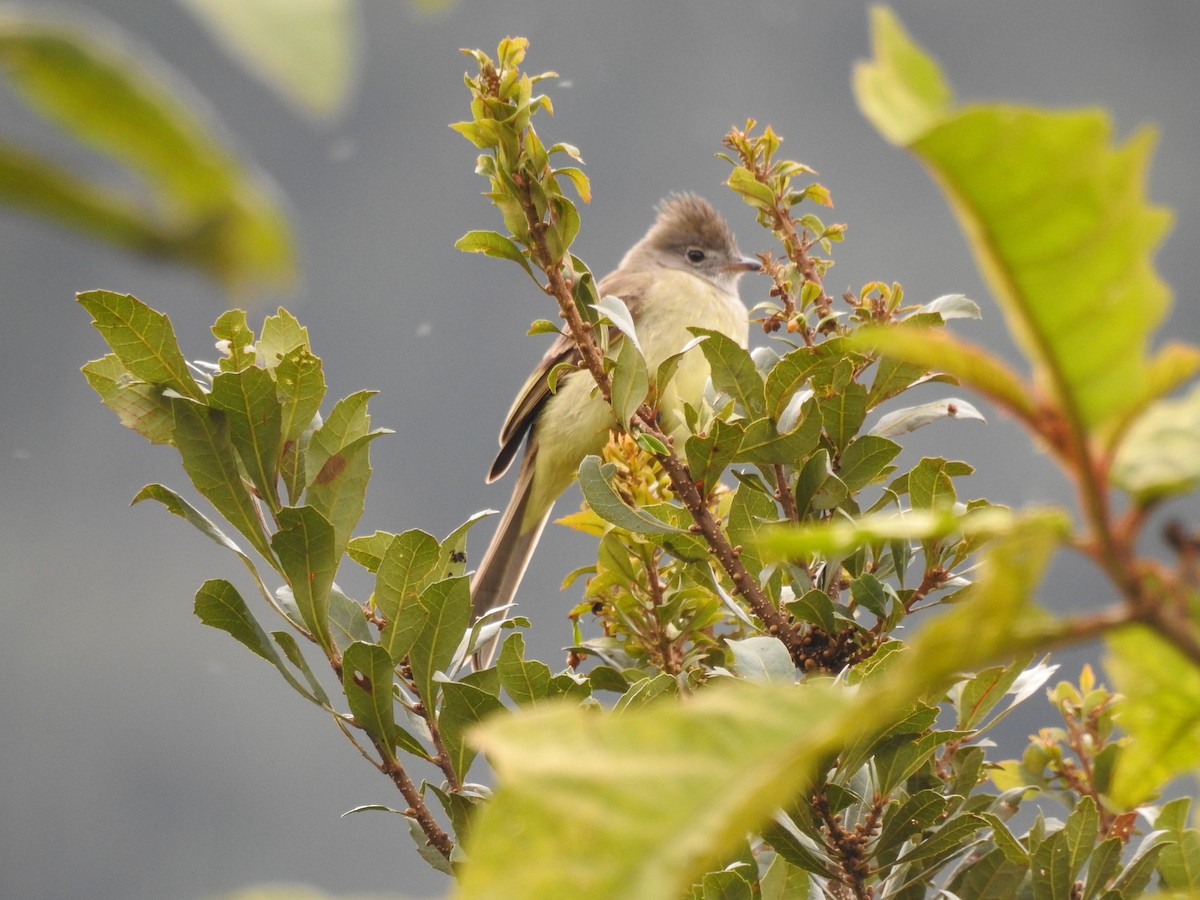 Yellow-bellied Elaenia - ML613032494