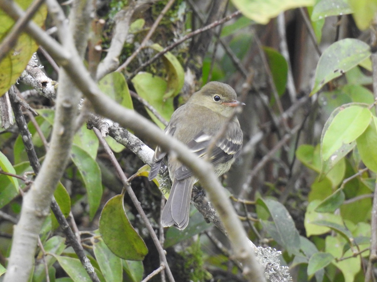 Yellow-bellied Flycatcher - ML613032512