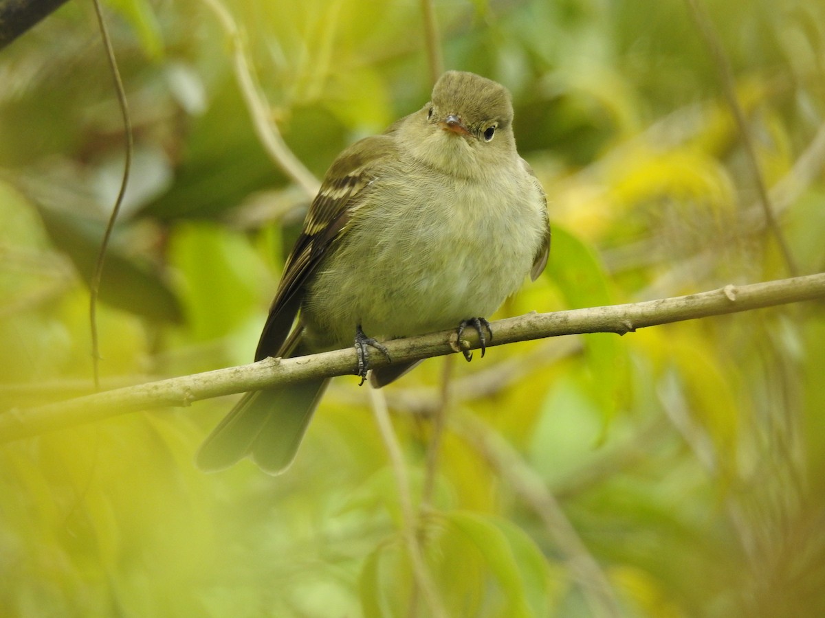 Yellow-bellied Flycatcher - ML613032513