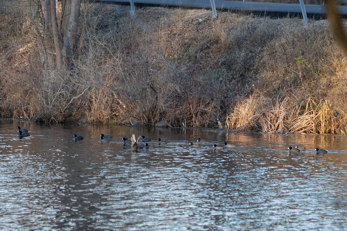 American Coot - ML613032527