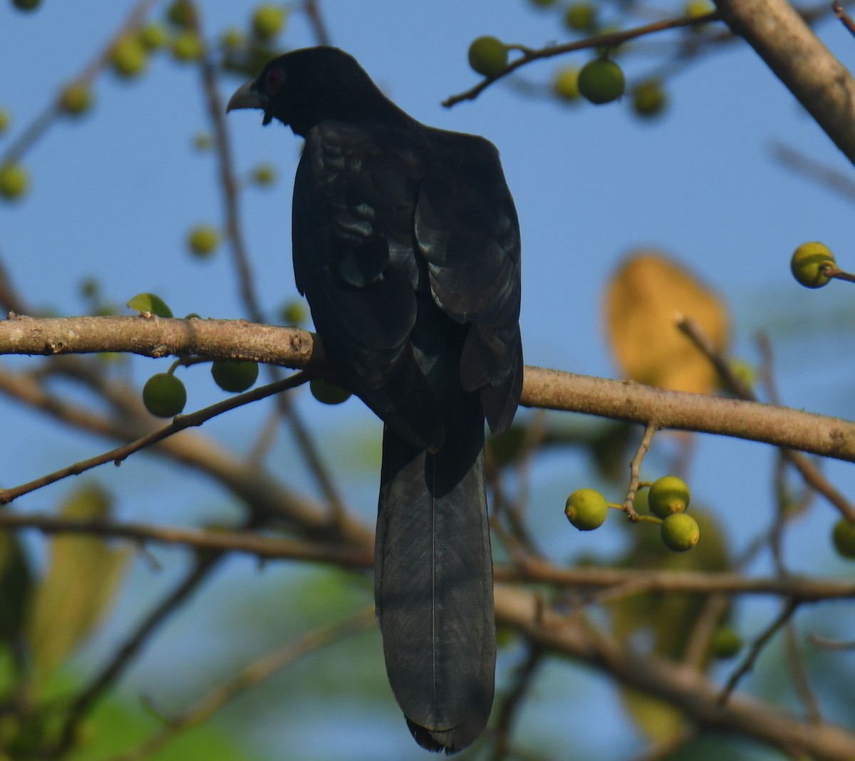 Asian Koel - ML613032530