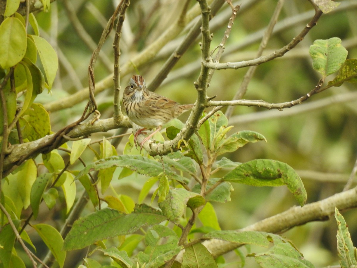 Lincoln's Sparrow - ML613032533