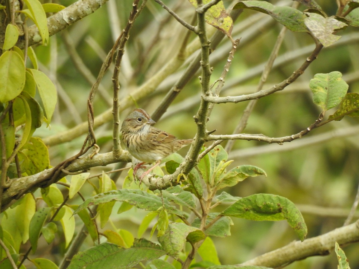 Lincoln's Sparrow - ML613032535