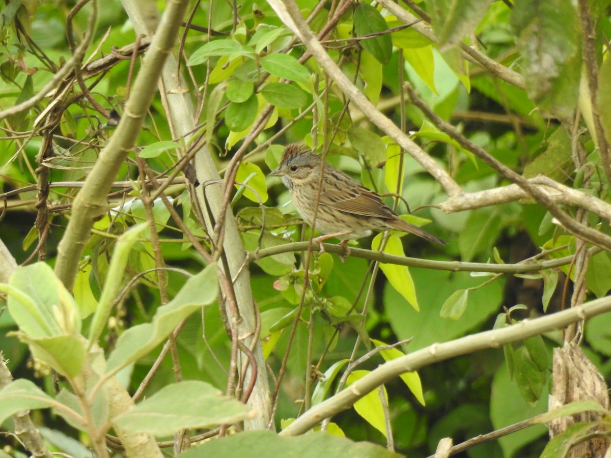 Lincoln's Sparrow - ML613032536