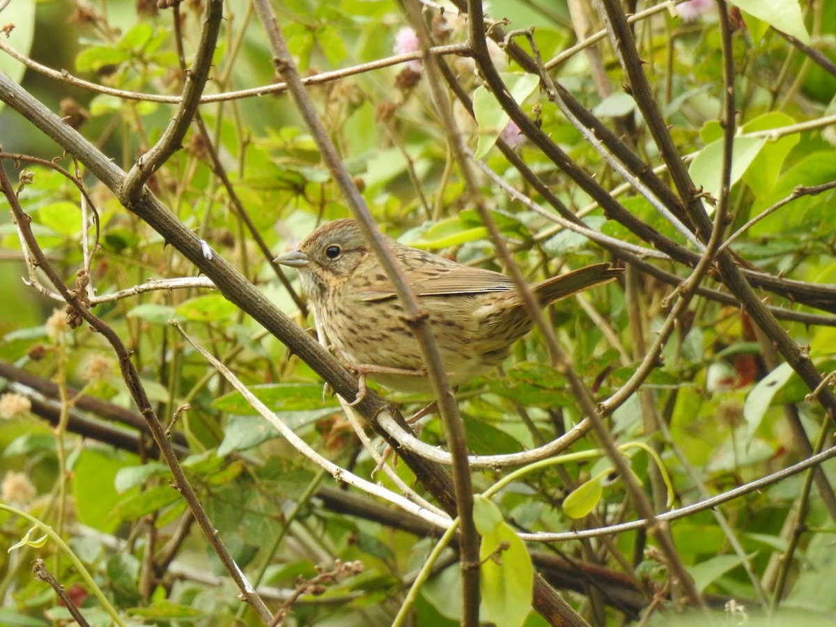 Lincoln's Sparrow - ML613032538