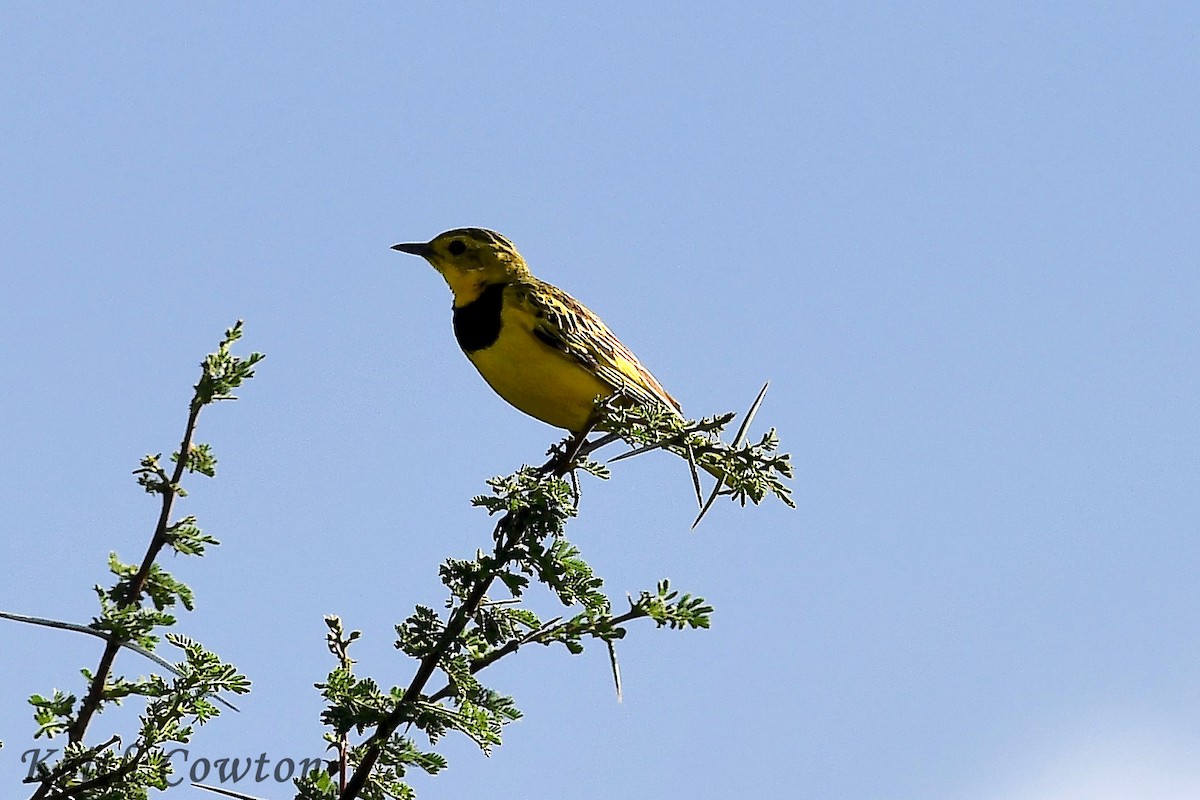 Bisbita Dorado - ML613032566