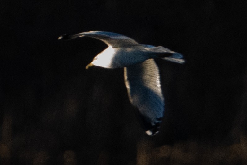 Ring-billed Gull - ML613032571