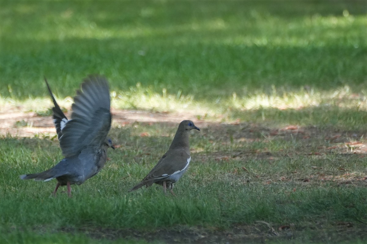 West Peruvian Dove - Kini Roesler