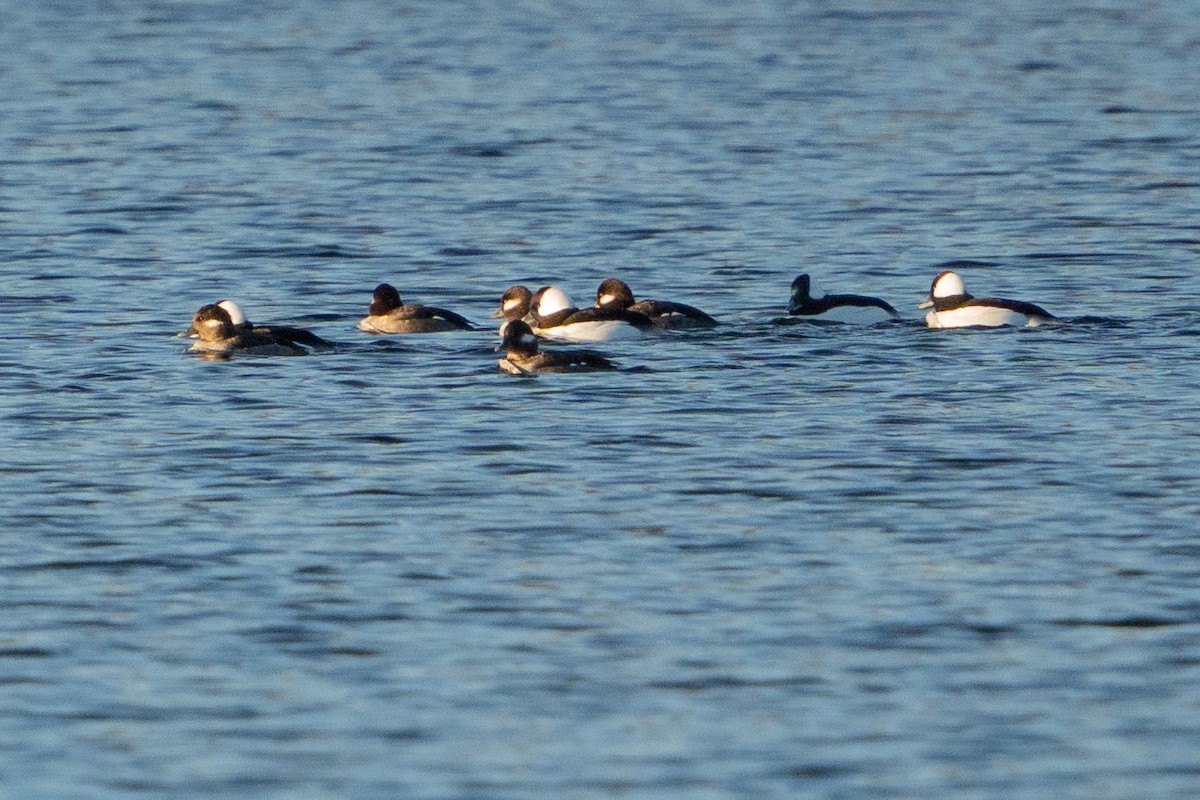 Bufflehead - ML613032582