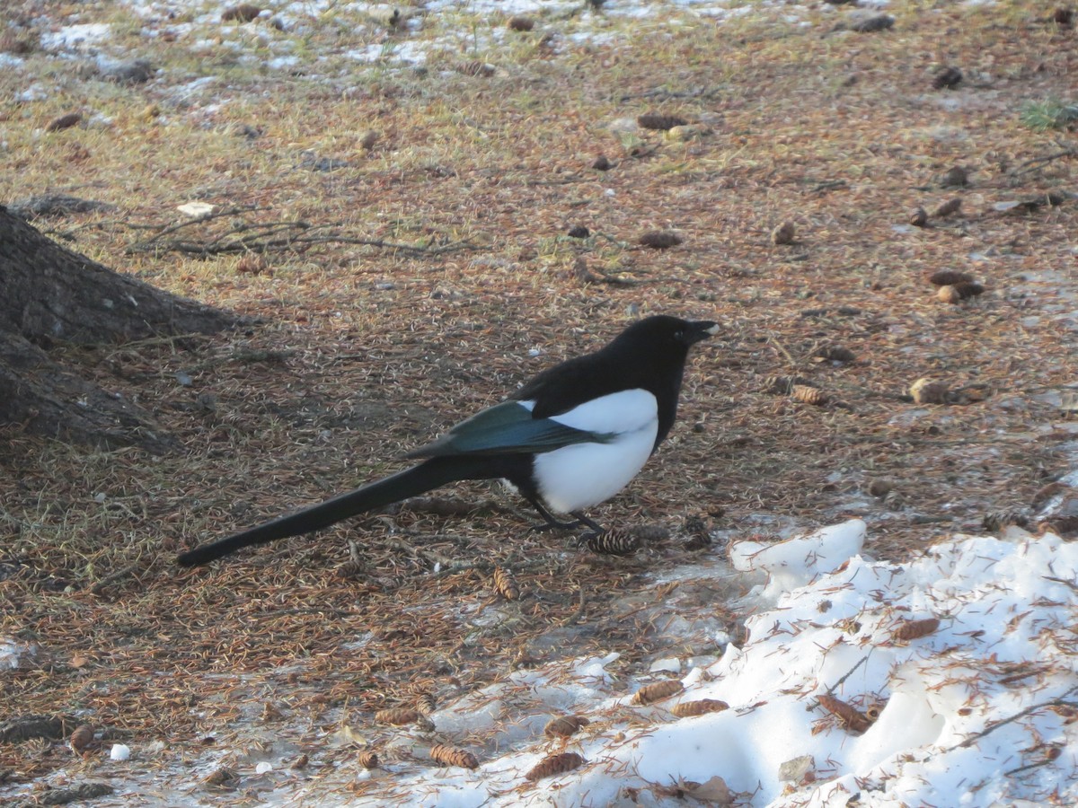 Black-billed Magpie - The Rowes