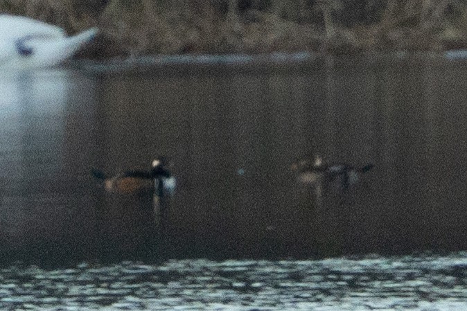 Hooded Merganser - ML613032585