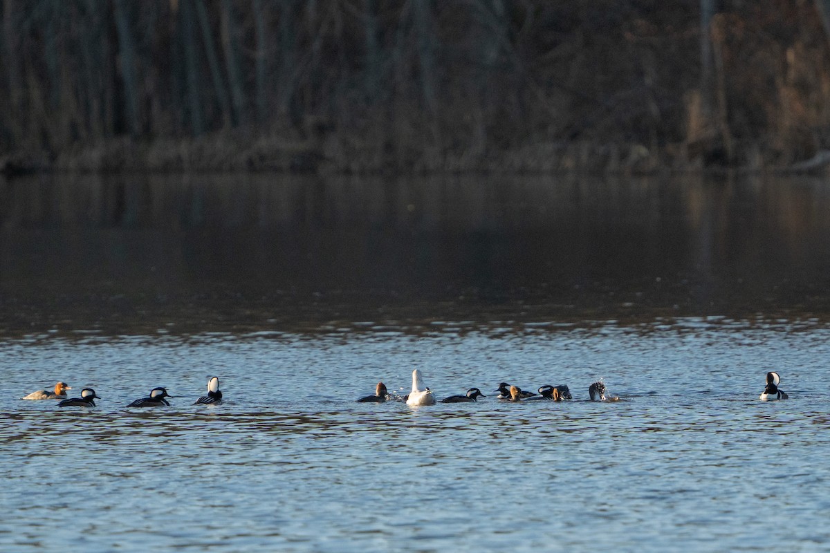 Hooded Merganser - ML613032587