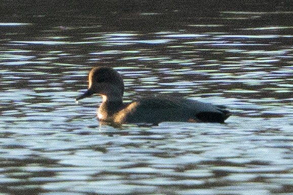 Gadwall - ML613032604