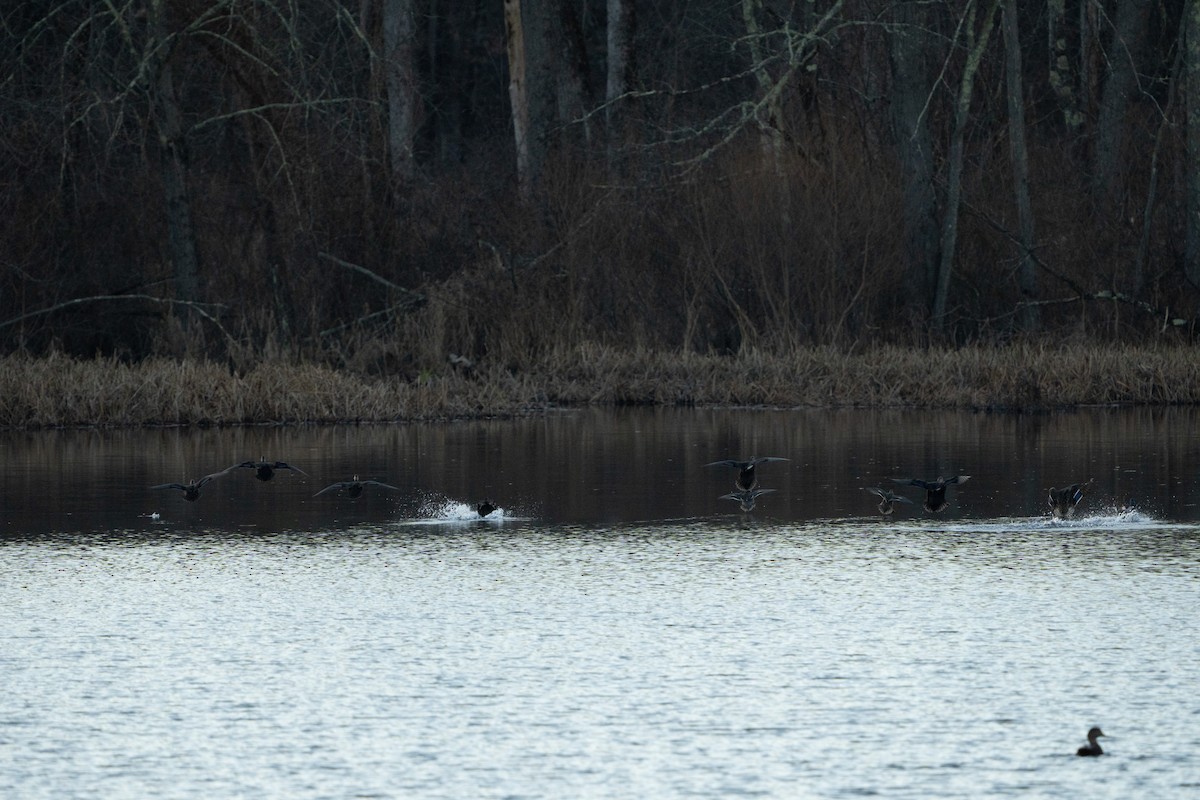 American Black Duck - ML613032623