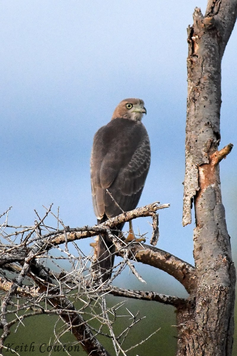 Eastern Chanting-Goshawk - Keith Cowton