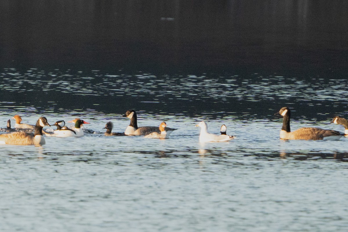 Canada Goose - ML613032644