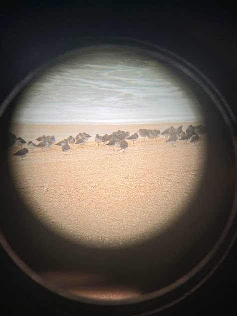 Short-billed Dowitcher - Savanna Mathis