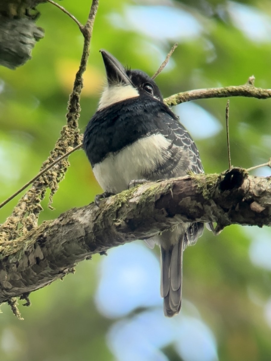 Black-breasted Puffbird - ML613032692