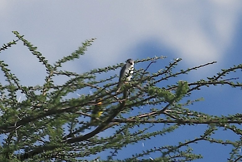 Pygmy Falcon - Keith Cowton