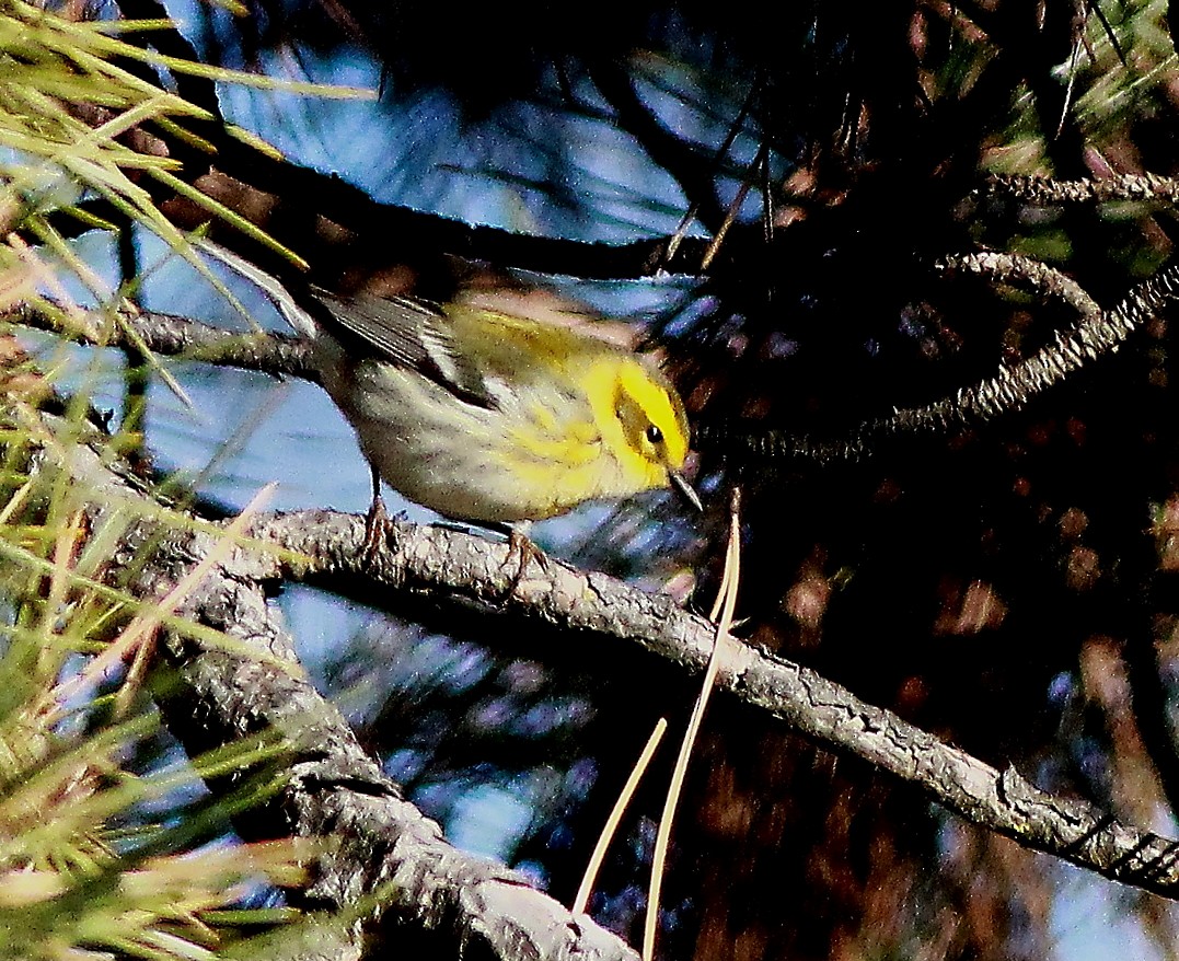 Townsend's Warbler - ML613032790