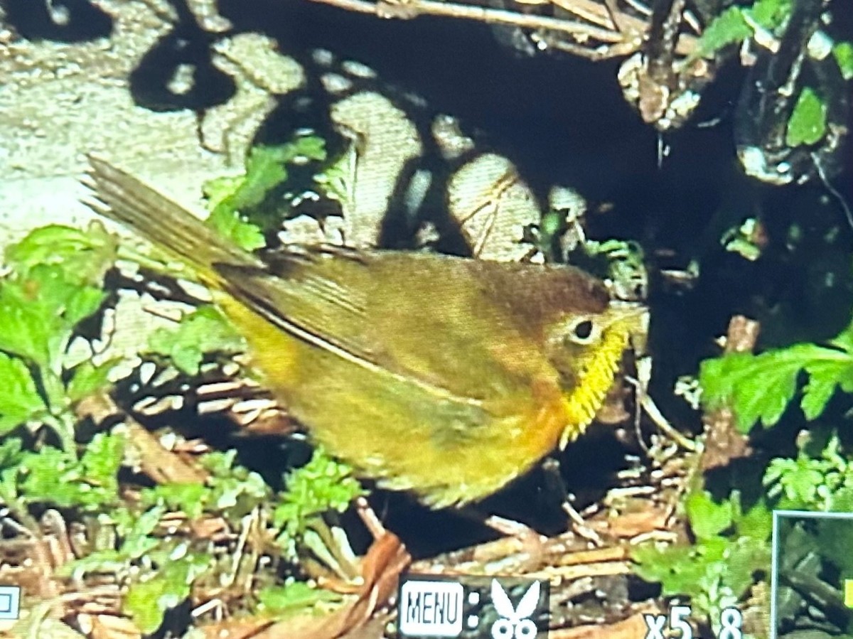 Common Yellowthroat - ML613032796