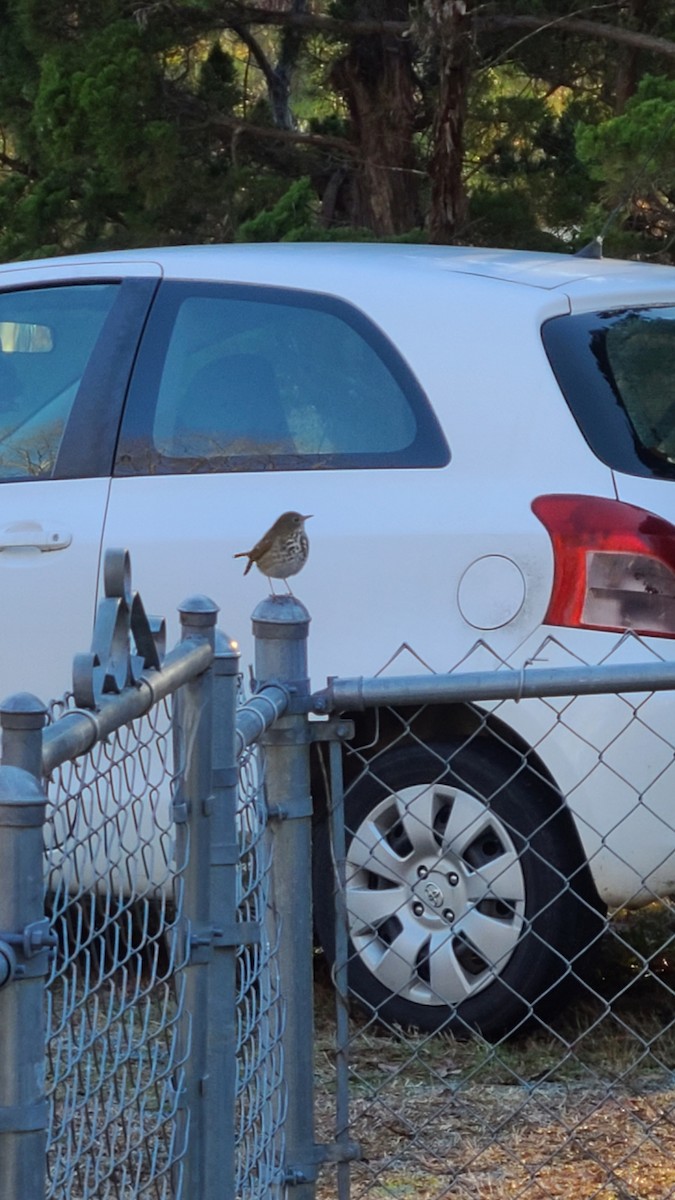 Hermit Thrush - ML613032847