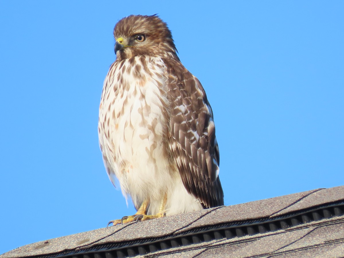 Red-shouldered Hawk - ML613032867
